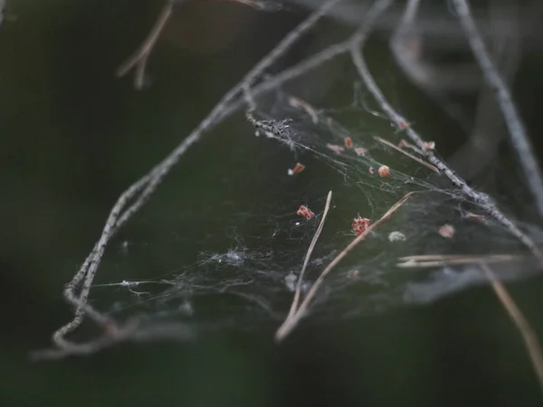 Teia de aranha entre ramos em um fundo escuro — Fotografia de Stock