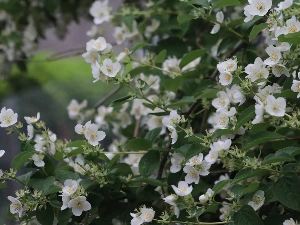 Beyaz çiçeklerin yeşil çalıları — Stok fotoğraf