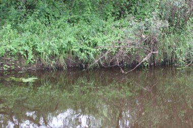 Ağaçlar ve çimlerle kaplanmış nehir kıyıları