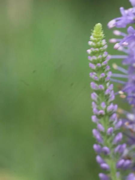 Púrpura tremoço sobre um fundo verde desfocado — Fotografia de Stock