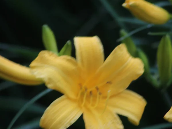 Close-up portrait of a yellow daylily — Stock Photo, Image