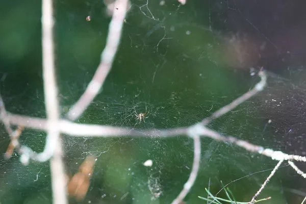 Örümcek ve dallı örümcek ağı — Stok fotoğraf