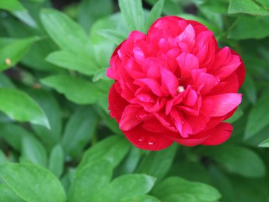 Yeşil arka planda kırmızı şakayık