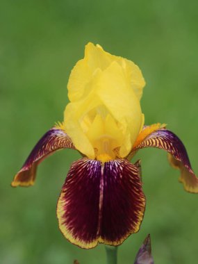 Sarı ve kırmızı yapraklı iris çiçeğinin yakın çekimi