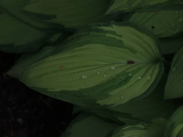 Folhas verdes delicadas com gotas de chuva — Fotografia de Stock