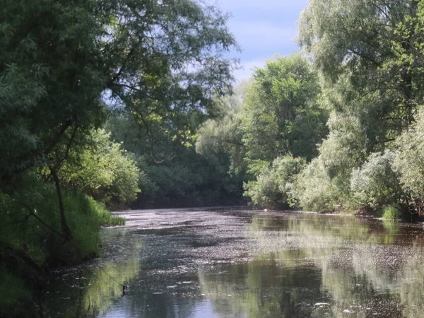 Ein Fluss, der durch einen Wald fließt — Stockfoto