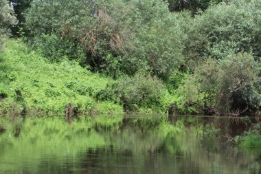Ağaçlar ve çimlerle kaplanmış nehir kıyıları