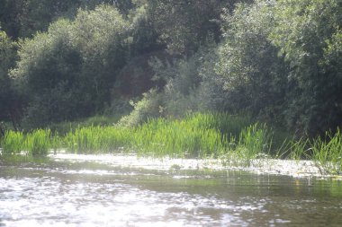 Ağaçlar ve çimlerle kaplanmış nehir kıyıları