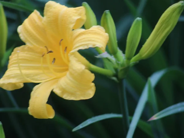 黄色百合花的特写 — 图库照片