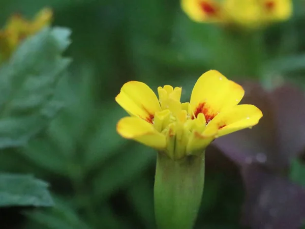 Primer plano de una flor roja y amarilla —  Fotos de Stock