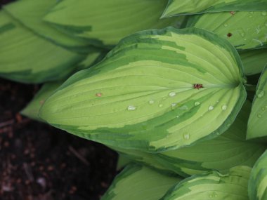 Yağmur damlalı narin yeşil yapraklar