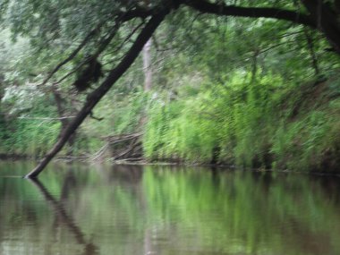 Ağaçlar ve çimlerle kaplanmış nehir kıyıları