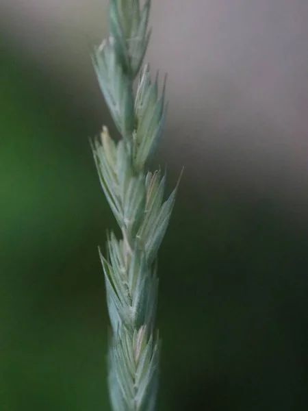 Tallo borroso de hierba sobre fondo borroso — Foto de Stock