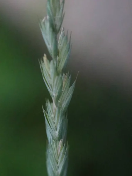 Fuzzy haste de grama no fundo desfocado — Fotografia de Stock