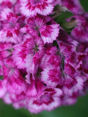 Mor çiçeğin yakın çekimi