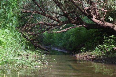 Nehrin kaynağı çimenler ve ağaçlar arasında