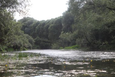 Ağaçlar ve çimlerle kaplanmış nehir kıyıları