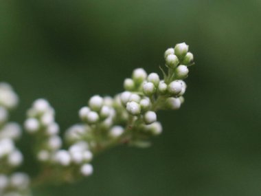 Bulanık yeşil arkaplanda beyaz tomurcuklar