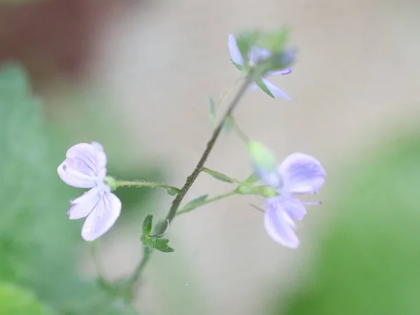 Primer plano de flores en la hierba —  Fotos de Stock