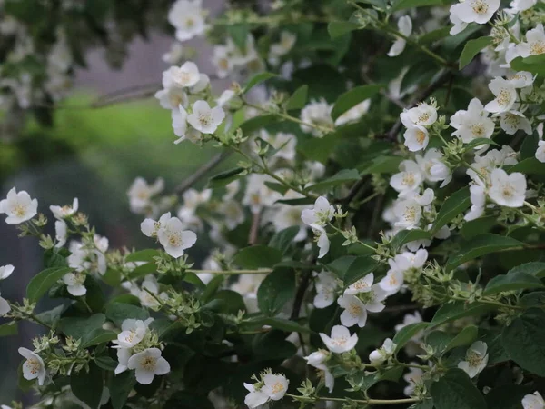 Beyaz çiçeklerin yeşil çalıları — Stok fotoğraf