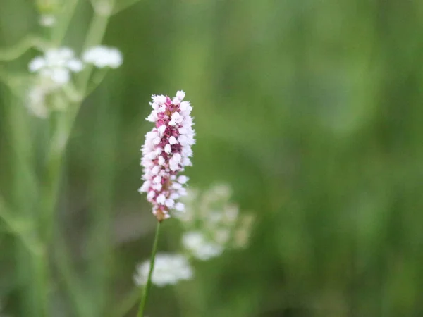 草の中の花のショットを閉じる — ストック写真