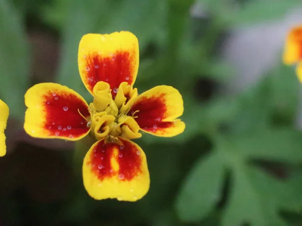 Primer plano de una flor roja y amarilla —  Fotos de Stock