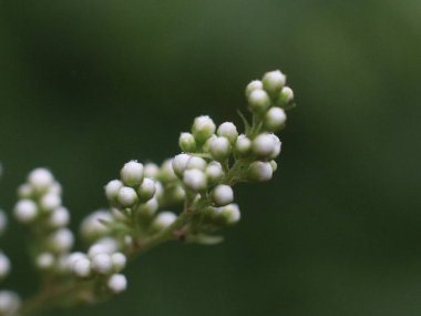 Bulanık yeşil arkaplanda beyaz tomurcuklar