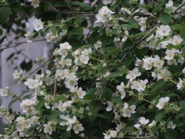 Beyaz çiçeklerin yeşil çalıları