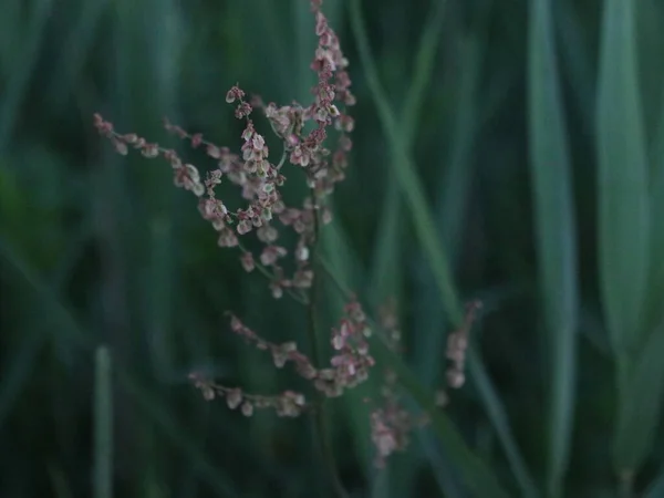 Закрыть снимок цветов в траве — стоковое фото
