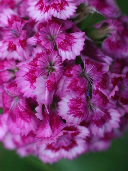 Close-up tiro de flor roxa — Fotografia de Stock