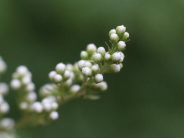 Bulanık yeşil arkaplanda beyaz tomurcuklar
