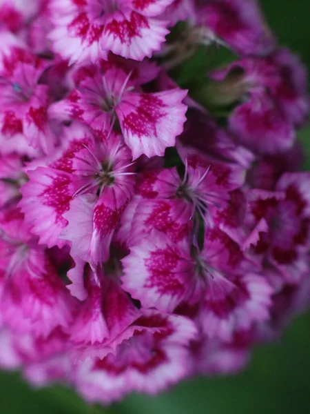보라색 꽃의 근접 사진 — 스톡 사진
