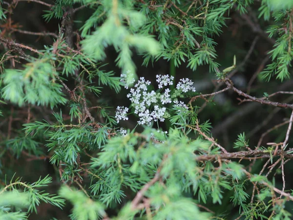 Small blue flowers penetrating through spruce branches — Stock Photo, Image