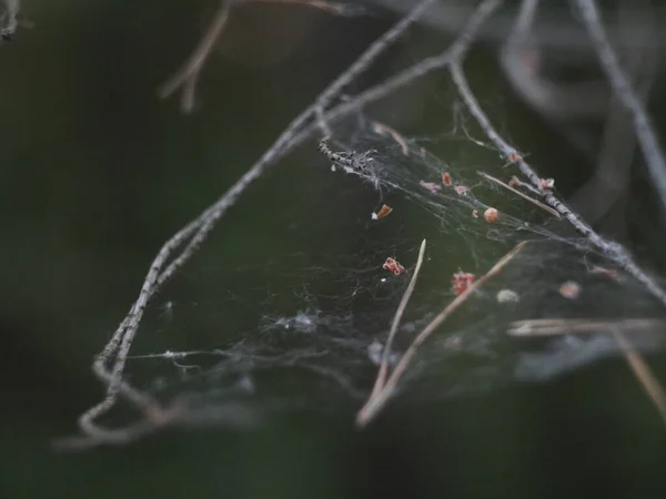 Toile d'araignée entre branches sur un fond sombre — Photo