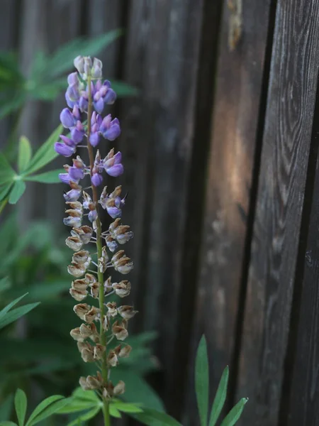 Lila Lupine auf dem Hintergrund alter Bretter — Stockfoto