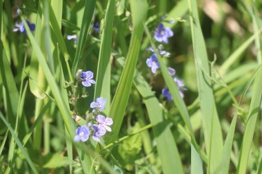 Bir çiçeğe yakın çekim