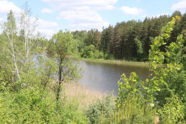 Příroda u rybníka v lese — Stock fotografie