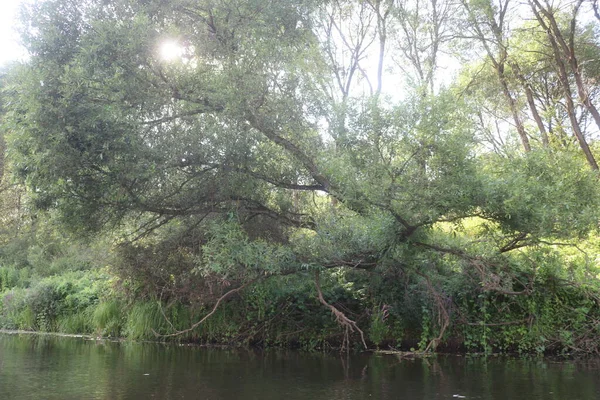 Берега рек заросли деревьями и травой — стоковое фото