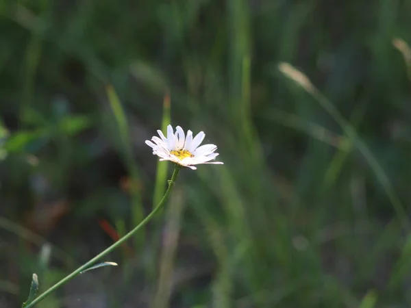 Szczelnie ujęcie kwiatów w trawie — Zdjęcie stockowe