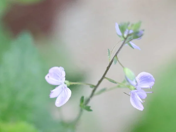 Zblízka záběr květin v trávě — Stock fotografie