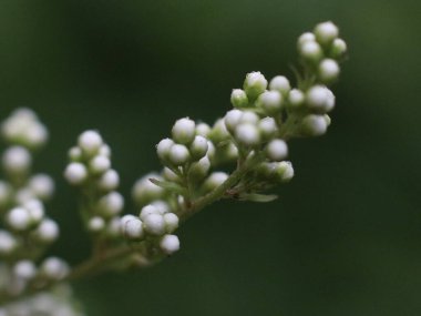 Bulanık yeşil arkaplanda beyaz tomurcuklar