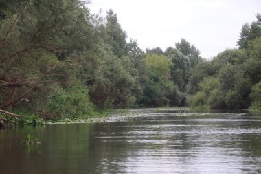Ağaçlar ve çimlerle kaplanmış nehir kıyıları