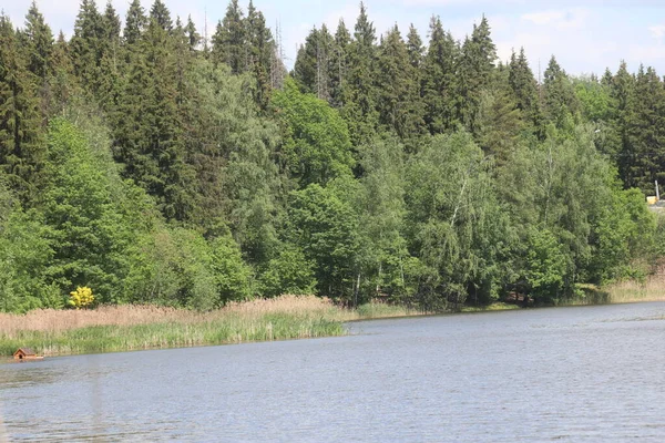 Natur am Teich im Wald — Stockfoto