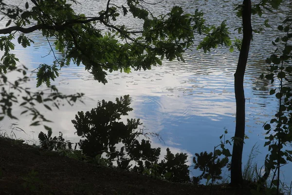 Natureza junto à lagoa na floresta — Fotografia de Stock
