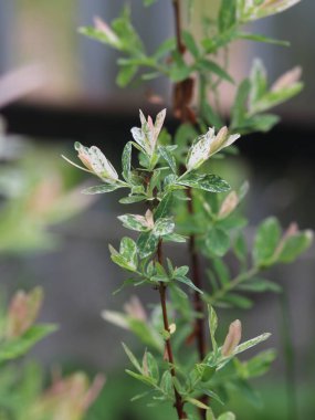 Yağmur damlalı narin yeşil yapraklar