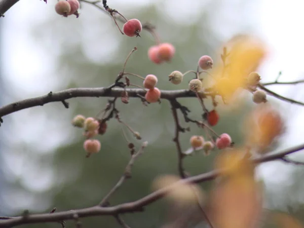 Маленькі яблука на дереві на розмитому фоні — стокове фото