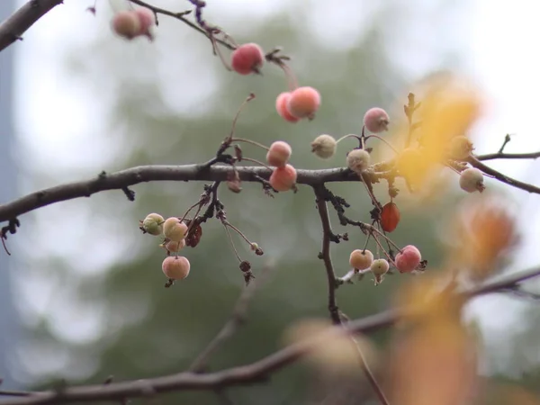 Маленькі яблука на дереві на розмитому фоні — стокове фото