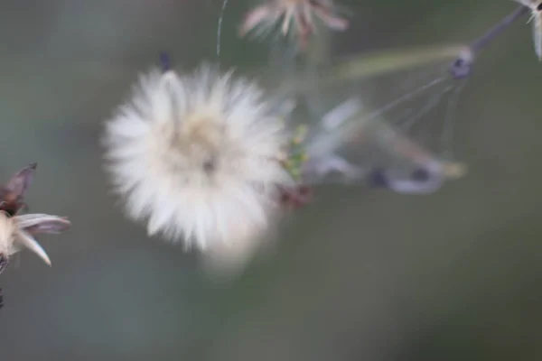 Pluizige witte paardebloem op een groene achtergrond — Stockfoto