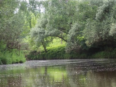 Ağaçlar ve çimlerle kaplanmış nehir kıyıları
