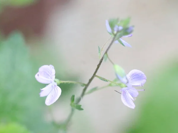 Close up tiro de flores na grama — Fotografia de Stock